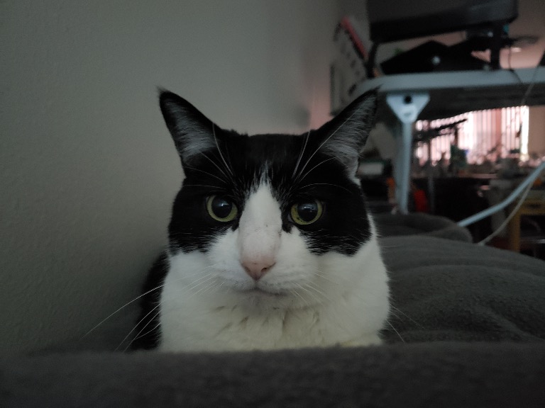 Original Pet Photo
